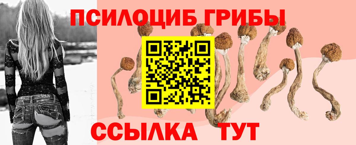 Псилоцибиновые грибы Psilocybe Грозный